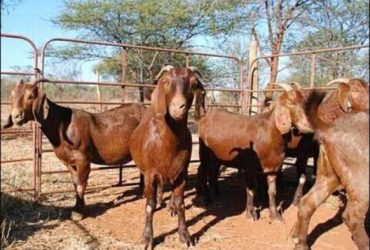 Kalahari red goats for sale