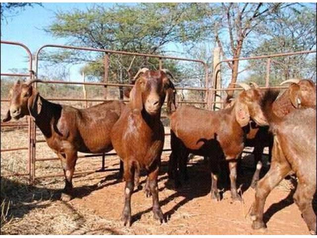 Kalahari red goats for sale