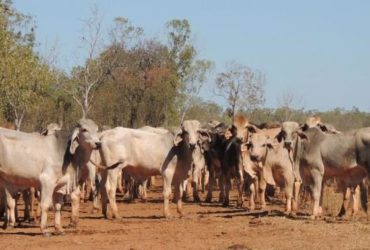 Nguni cattle for sale