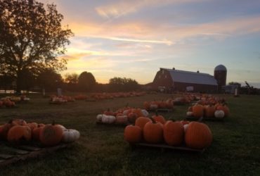 Pumpkin Festival at Shepherd's Cross