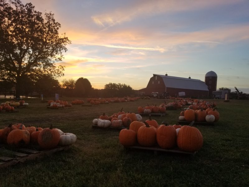 Pumpkin Festival at Shepherd's Cross