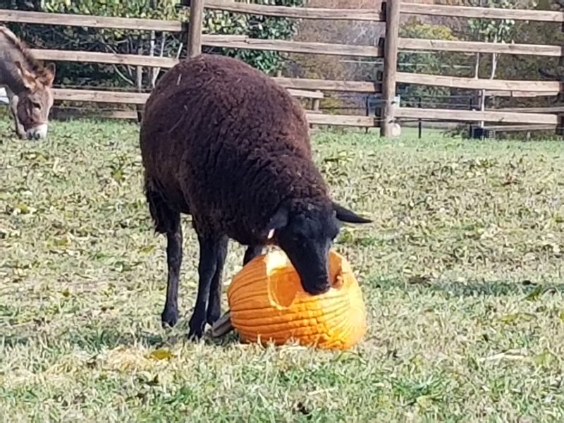 Pumpkin Festival at Shepherd's Cross