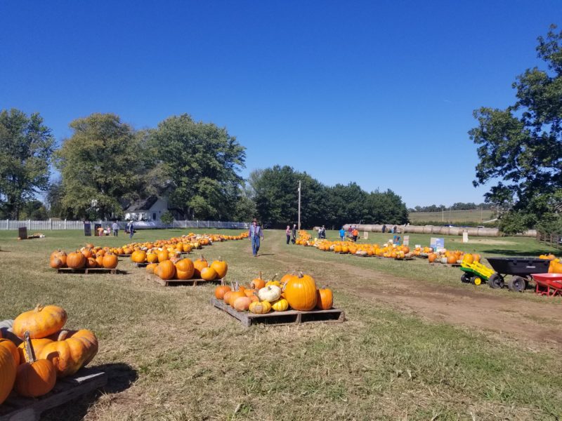 Pumpkin Festival at Shepherd's Cross