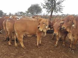 Brahma cattle for sale