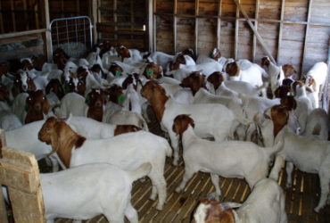 Boer goats for sale