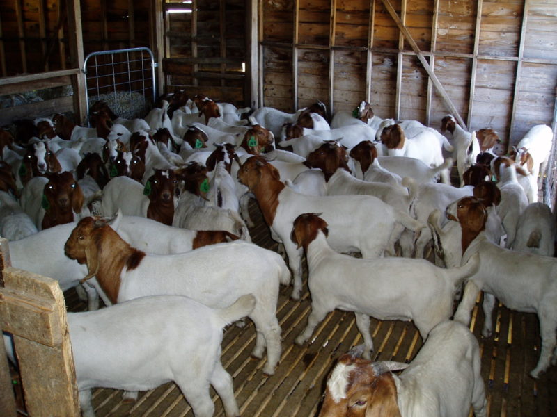 Boer goats for sale