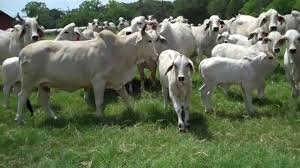 Brahman heifers for sale