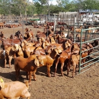 kalahari red goats for sale
