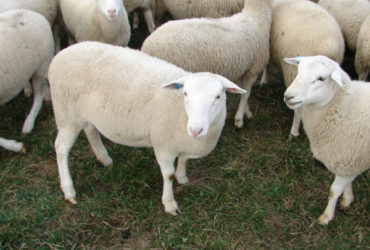 Live Sheep