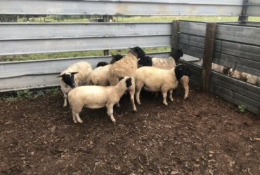 Black head dorper sheep for sale