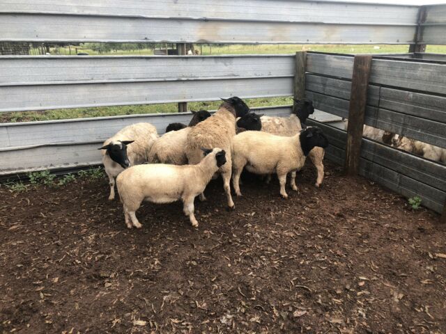 Black head dorper sheep for sale