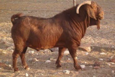 120 Kalahari red goats for sale