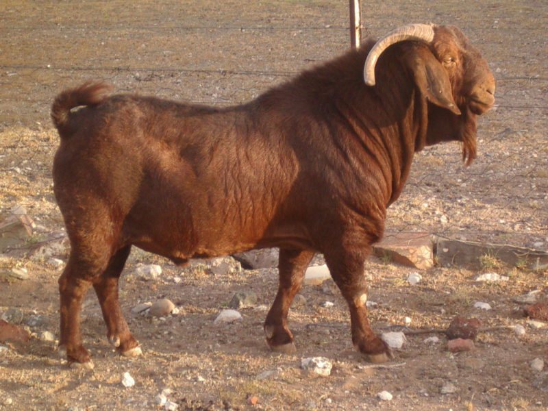 120 Kalahari red goats for sale