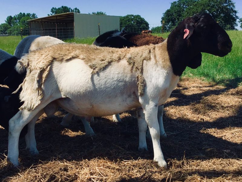 Black head dorper sheep for sale