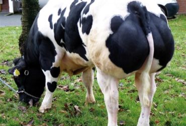 Belgian blue cattle for sale