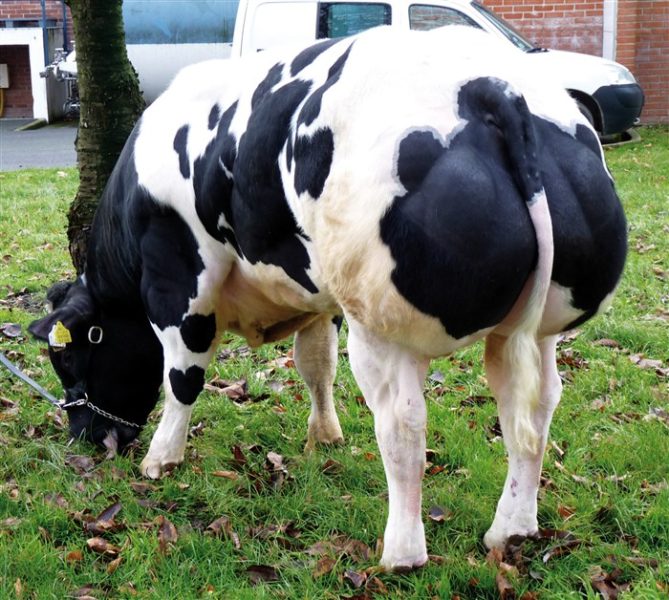 Belgian blue cattle for sale