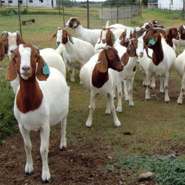Excellent Dairy and meat goats for sale