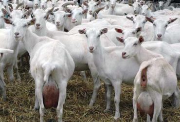 Excellent Dairy and meat goats for sale