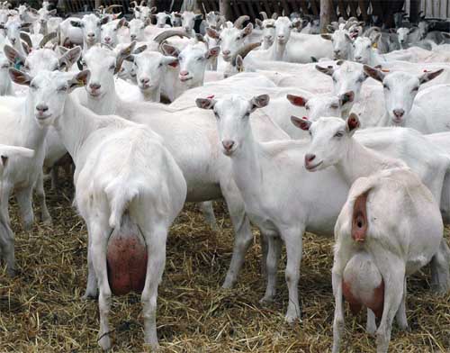 Excellent Dairy and meat goats for sale