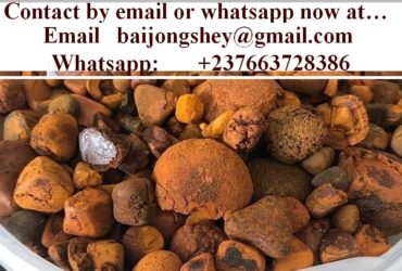 Ox Cow Gallstones in great quantity for sale.