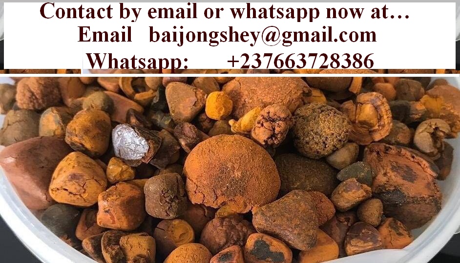 Ox Cow Gallstones in great quantity for sale.