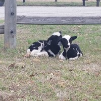 Spring & Summer Field Trips or Road Trips to the Farm