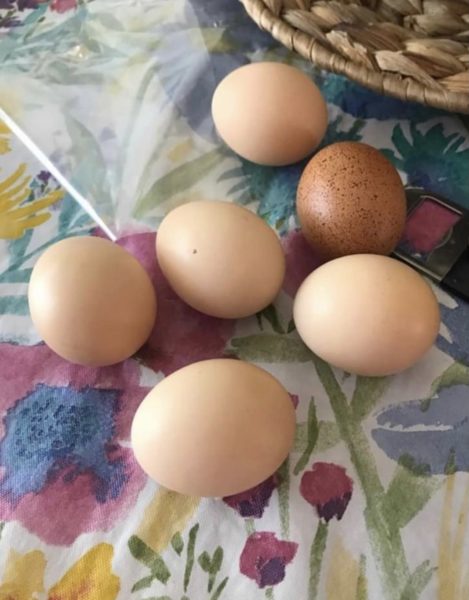 Organic Fed, Free Range Chicken Eggs
