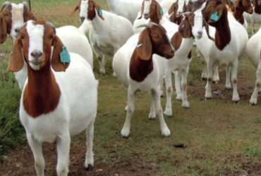 EXCELLENT DAIRY AND MEAT GOATS FOR SALE