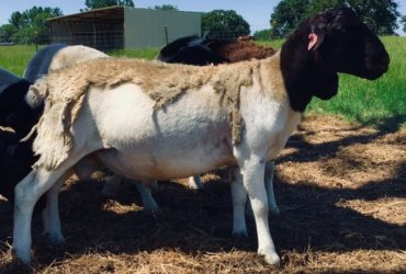 BLACK HEAD DORPER SHEEP FOR SALE