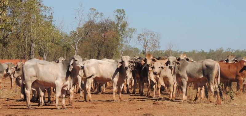 NGUNI CATTLE FOR SALE