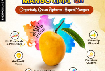 Buy Hapus Mangoes Online