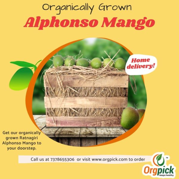 Buy Ratnagiri Hapus Mango Peti Online in Pune