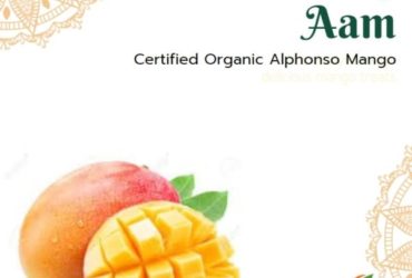 Certified Organic Alphonso Mangoes