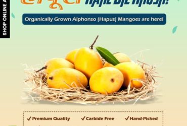 Ratnagiri And Devgad Hapus Mangoes Online