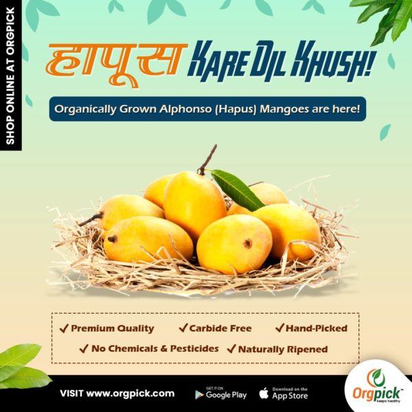 Ratnagiri And Devgad Hapus Mangoes Online