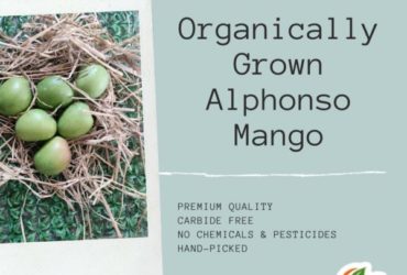 Organically Grown Alphonso Mango Online