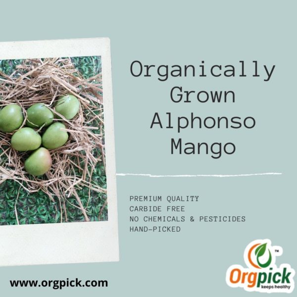 Organically Grown Alphonso Mango Online