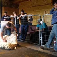 Sheep Shearing School at Shepherd's Cross