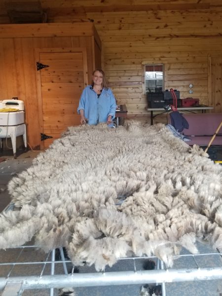 Sheep Shearing School at Shepherd's Cross