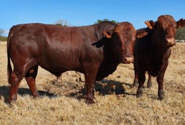 Bonsmara cattle and young calves