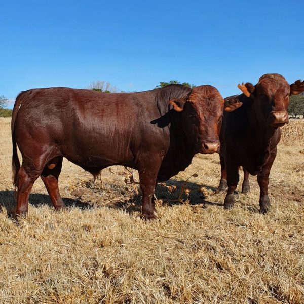 Bonsmara cattle and young calves