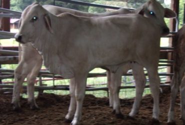 Brahman Cattle and Calves