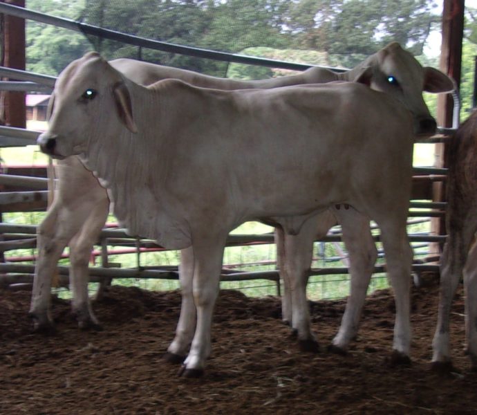 Brahman Cattle and Calves