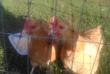 Good price! Buff Orpington Chickens