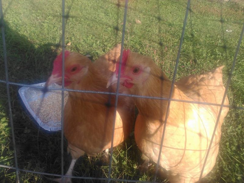 Good price! Buff Orpington Chickens