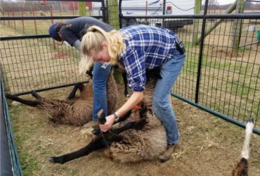 Heart of the Shepherd's Intern / Apprentice Program at Shepherd's Cross