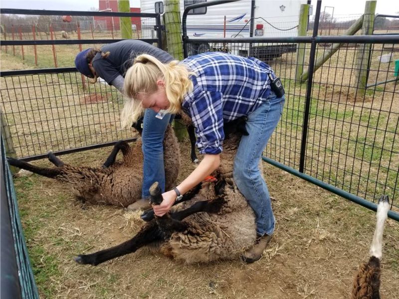 Heart of the Shepherd's Intern / Apprentice Program at Shepherd's Cross