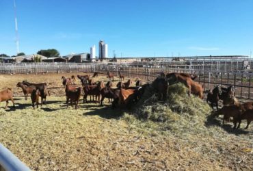 Kalahari Red Goats