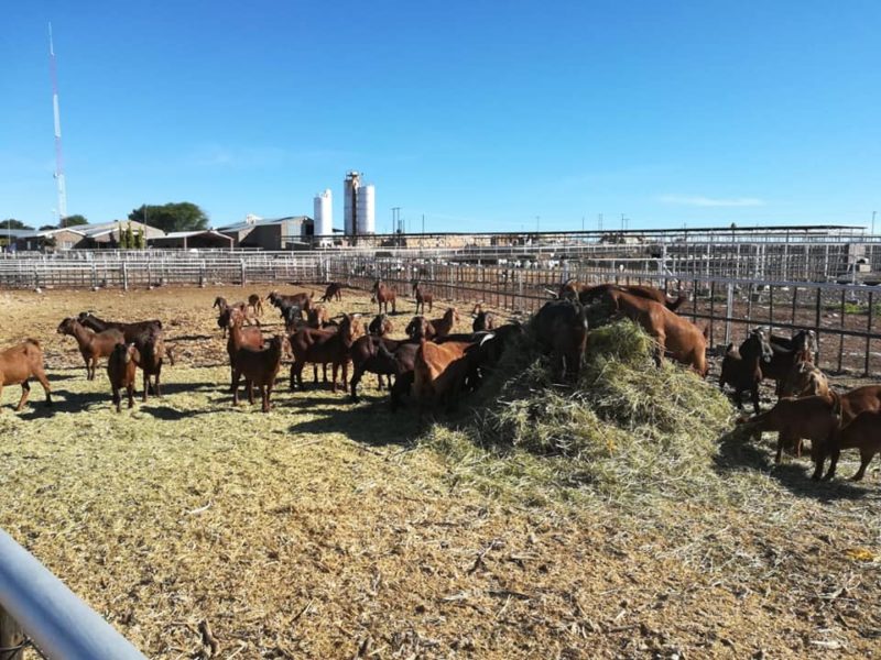 Kalahari Red Goats