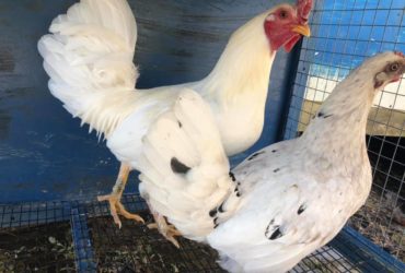 Good price! Leghorn chickens